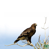 گونه عقاب خالدار بزرگ Greater Spotted Eagle